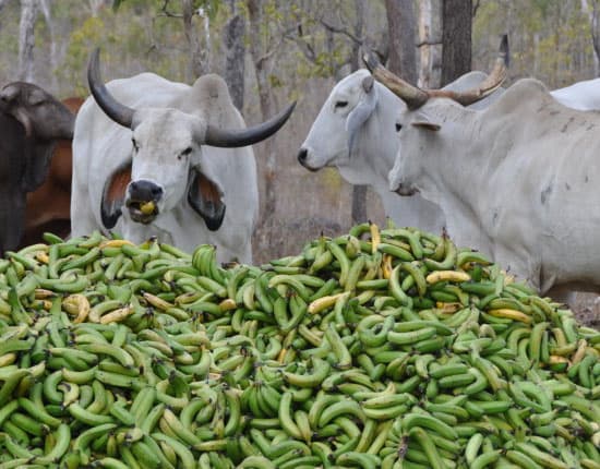 green-bananas